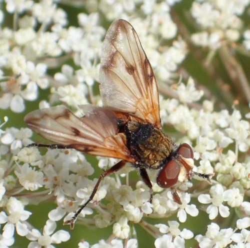 Ectophasia oblonga